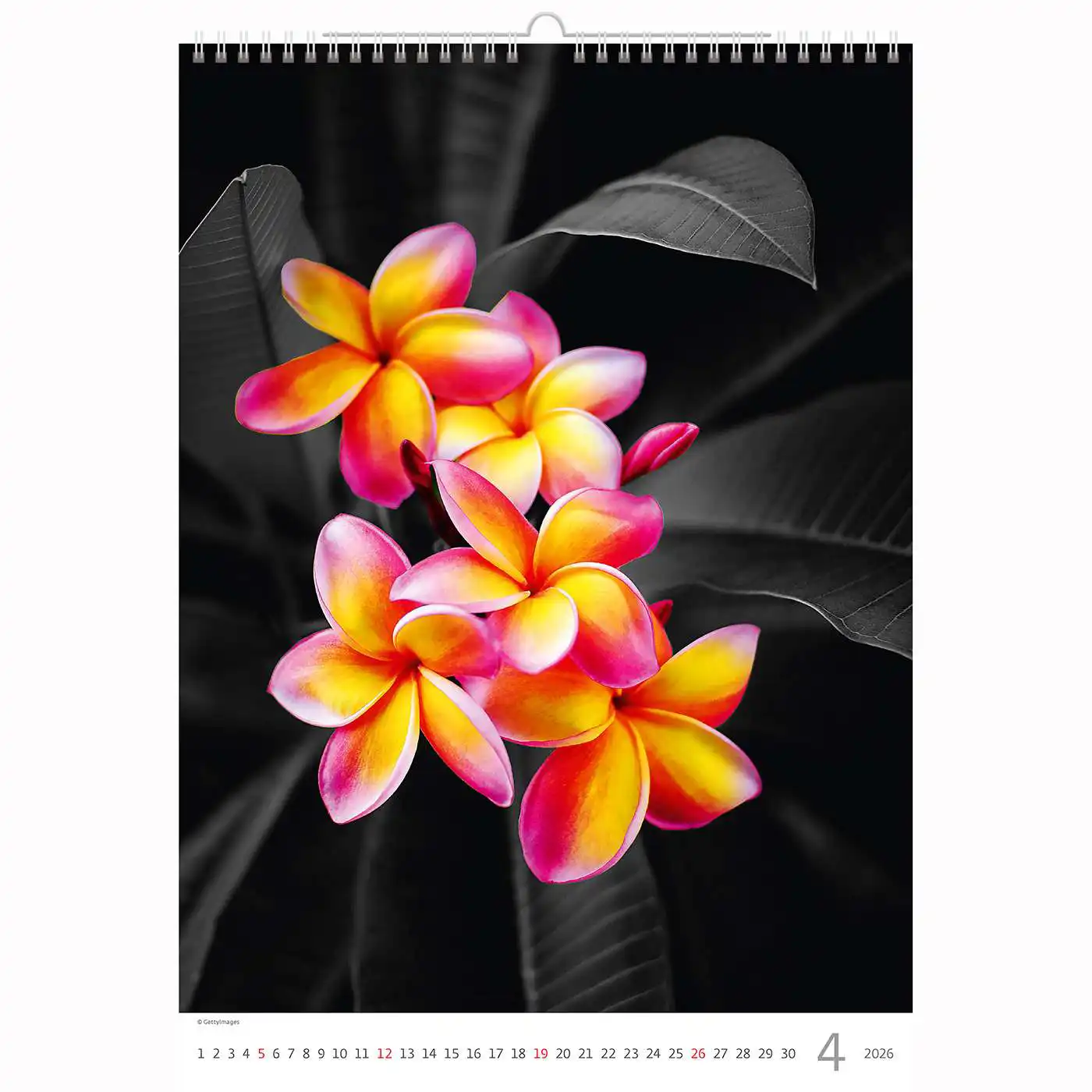 Splash of colour Calendar A3+ 2026+ - Image 11