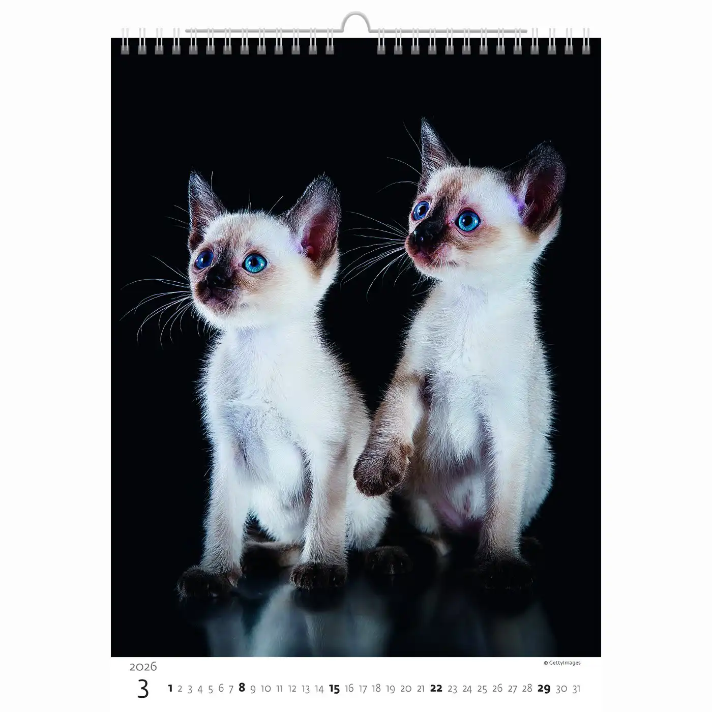 Cute Kittens Calendar A3+ 2026+ - Image 3