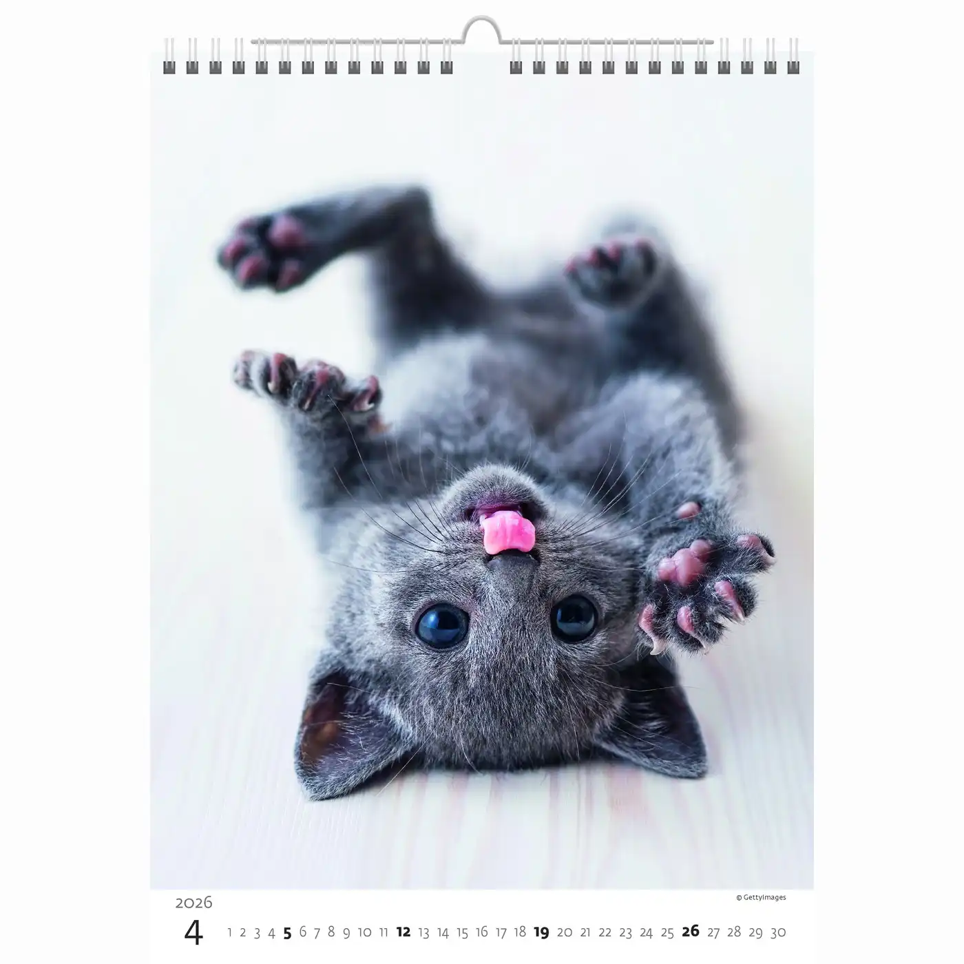 Cute Kittens Calendar A3+ 2026+ - Image 4