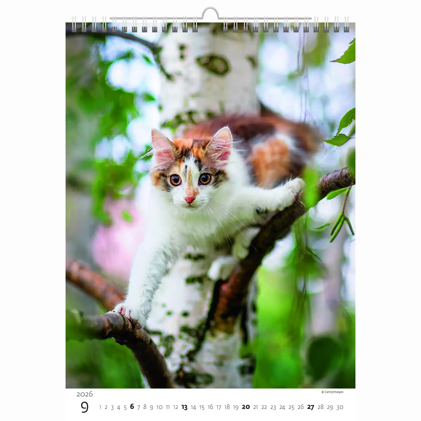 Cute Kittens Calendar A3+ 2026+ - Image 9