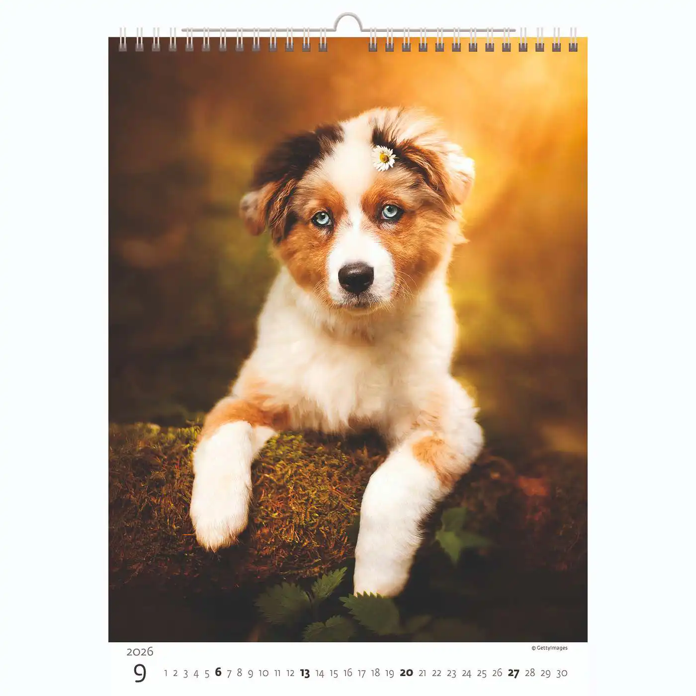 Puppy Photos Calendar A3+ 2026+ - Image 10