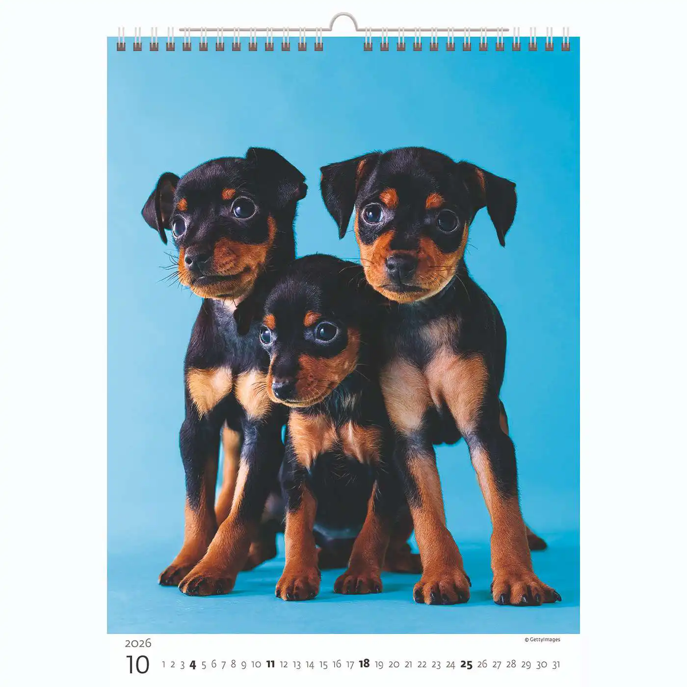 Puppy Photos Calendar A3+ 2026+ - Image 11