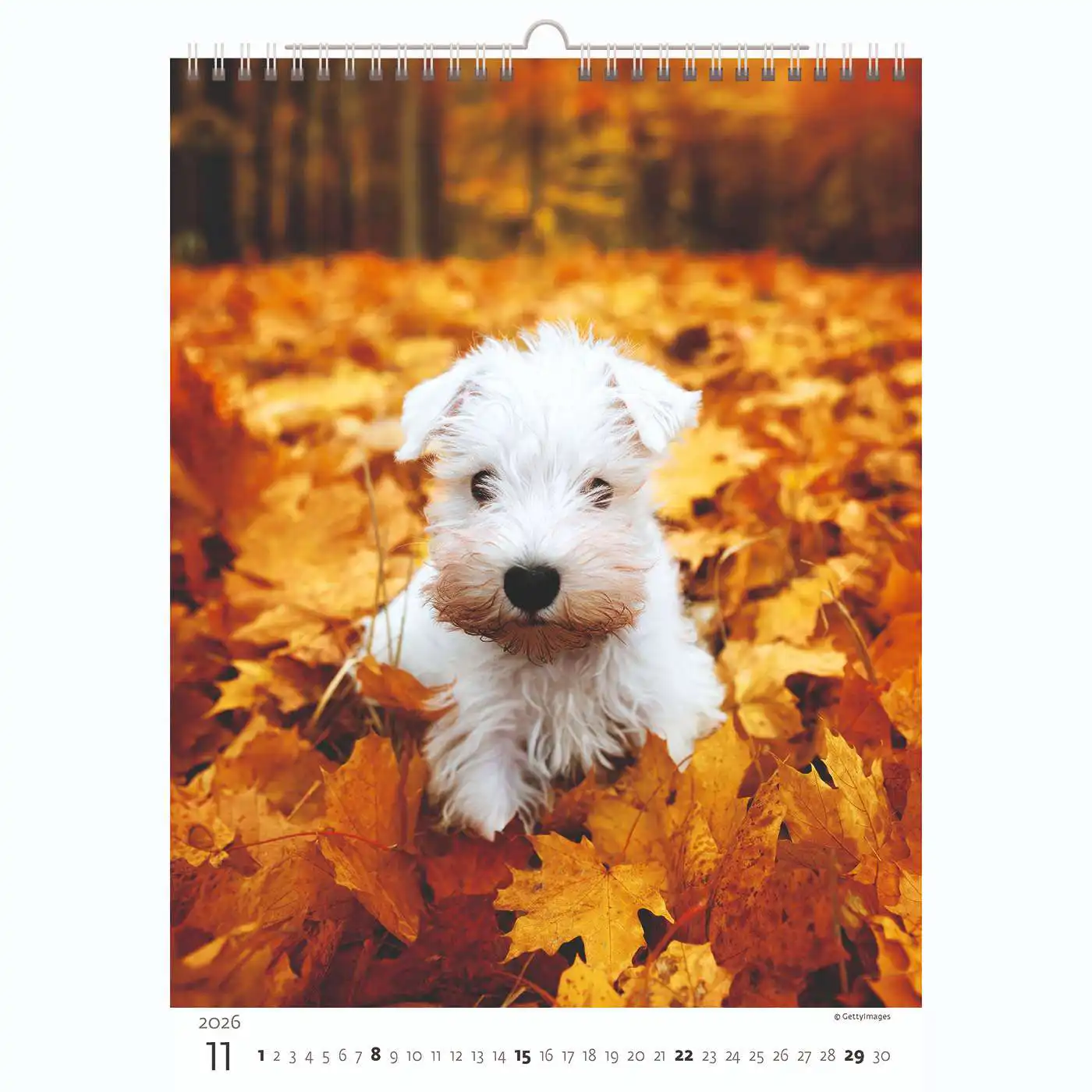 Puppy Photos Calendar A3+ 2026+ - Image 12