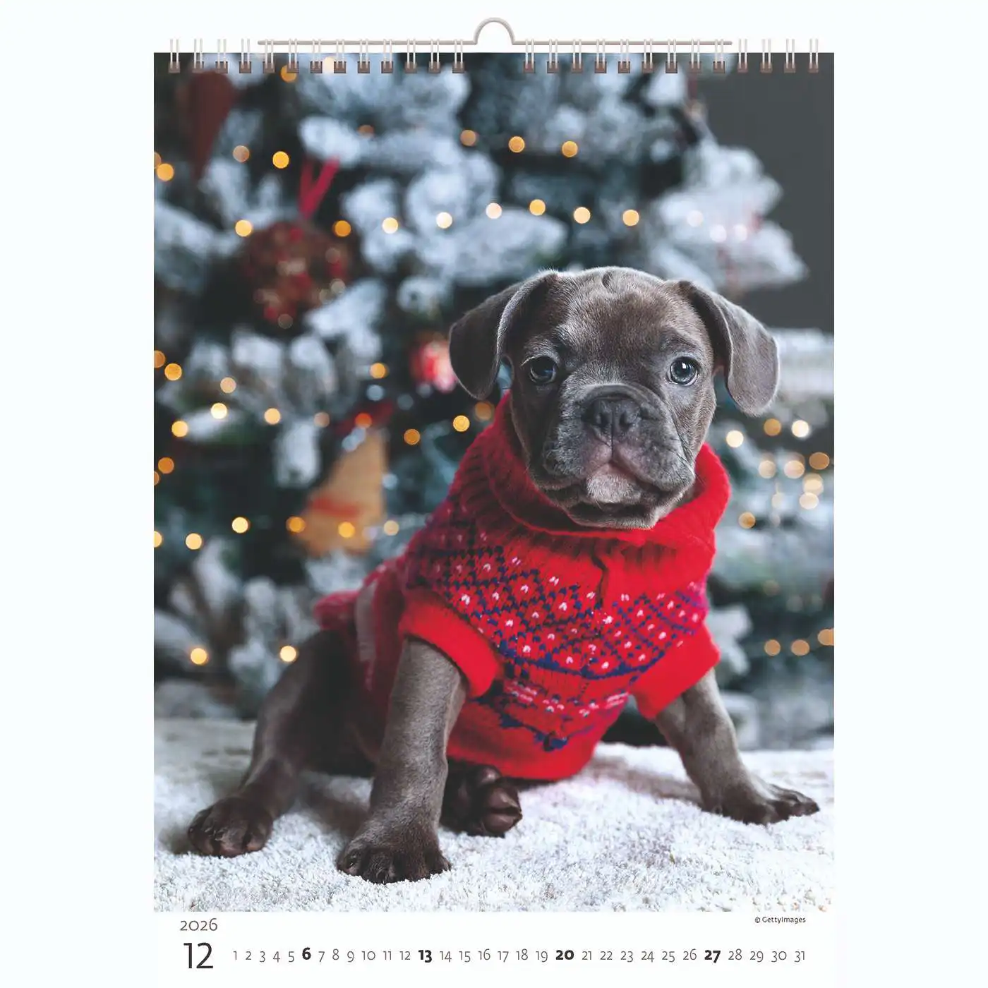 Puppy Photos Calendar A3+ 2026+ - Image 13