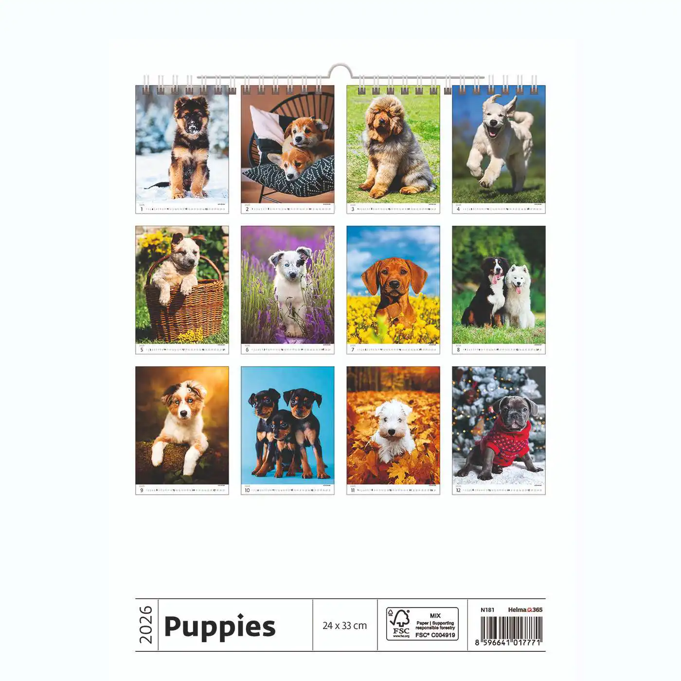 Puppy Photos Calendar A3+ 2026+ - Image 14