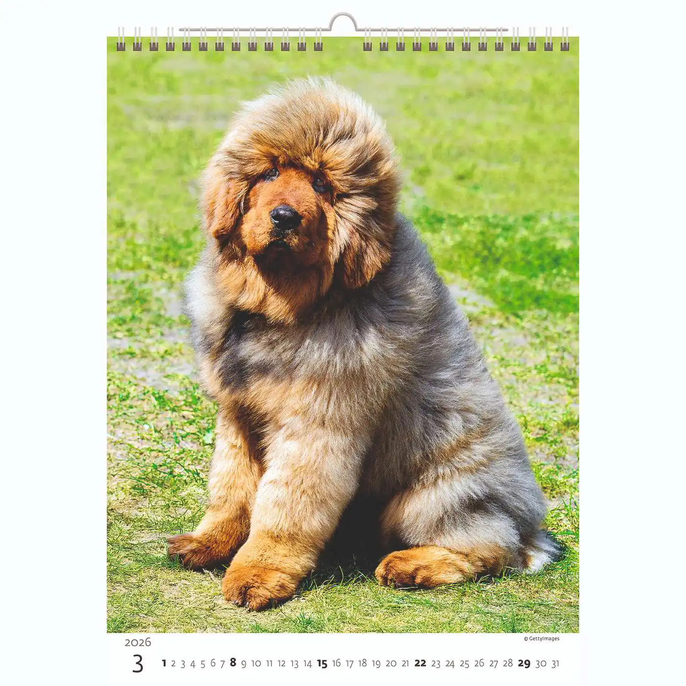 Puppy Photos Calendar A3+ 2026+ - Image 4