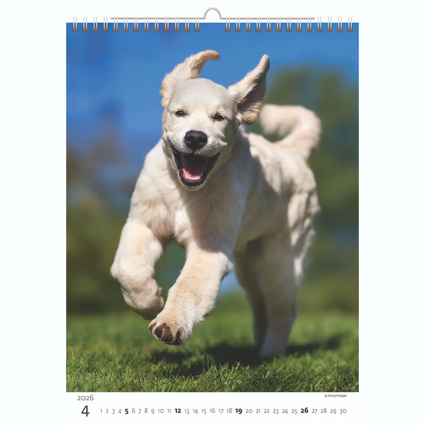 Puppy Photos Calendar A3+ 2026+ - Image 5