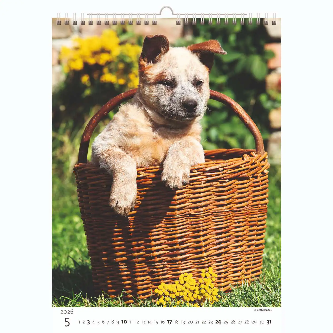 Puppy Photos Calendar A3+ 2026+ - Image 6