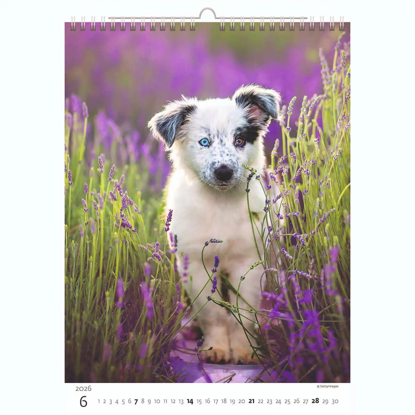 Puppy Photos Calendar A3+ 2026+ - Image 7