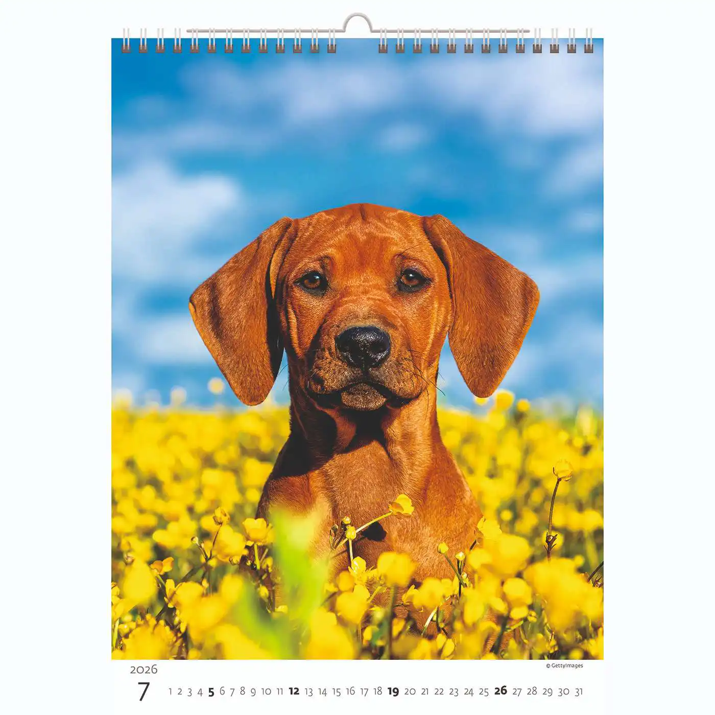 Puppy Photos Calendar A3+ 2026+ - Image 8
