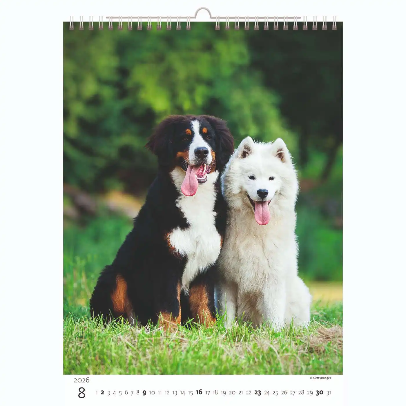 Puppy Photos Calendar A3+ 2026+ - Image 9