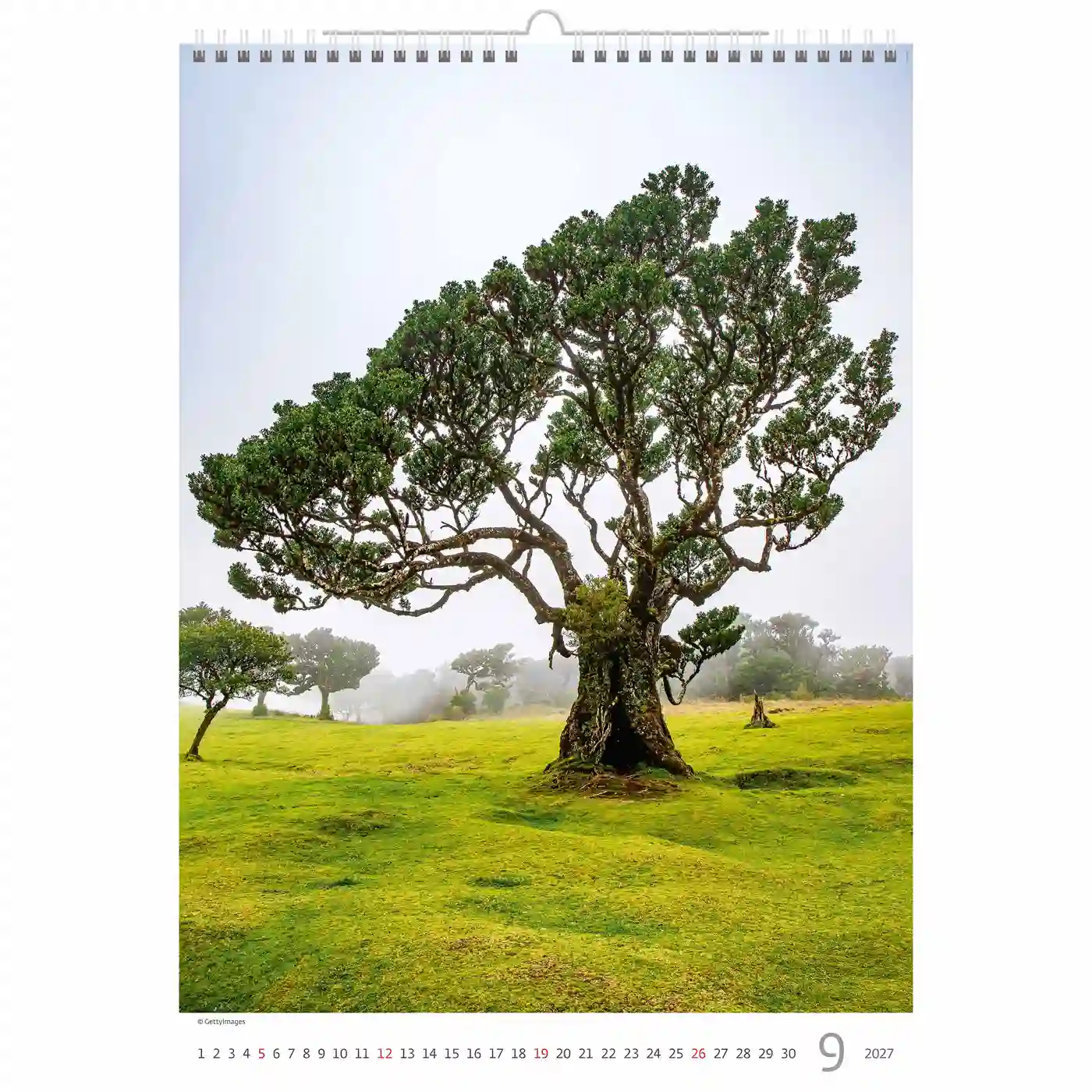 C125-27 Trees Calendar A3+ size 2027 + free 2026 calendar - Image 10