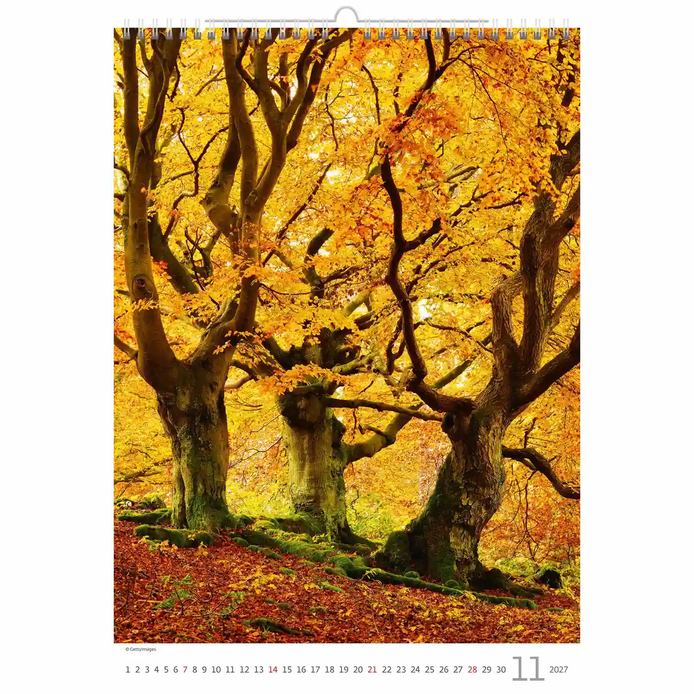 C125-27 Trees Calendar A3+ size 2027 + free 2026 calendar - Image 12
