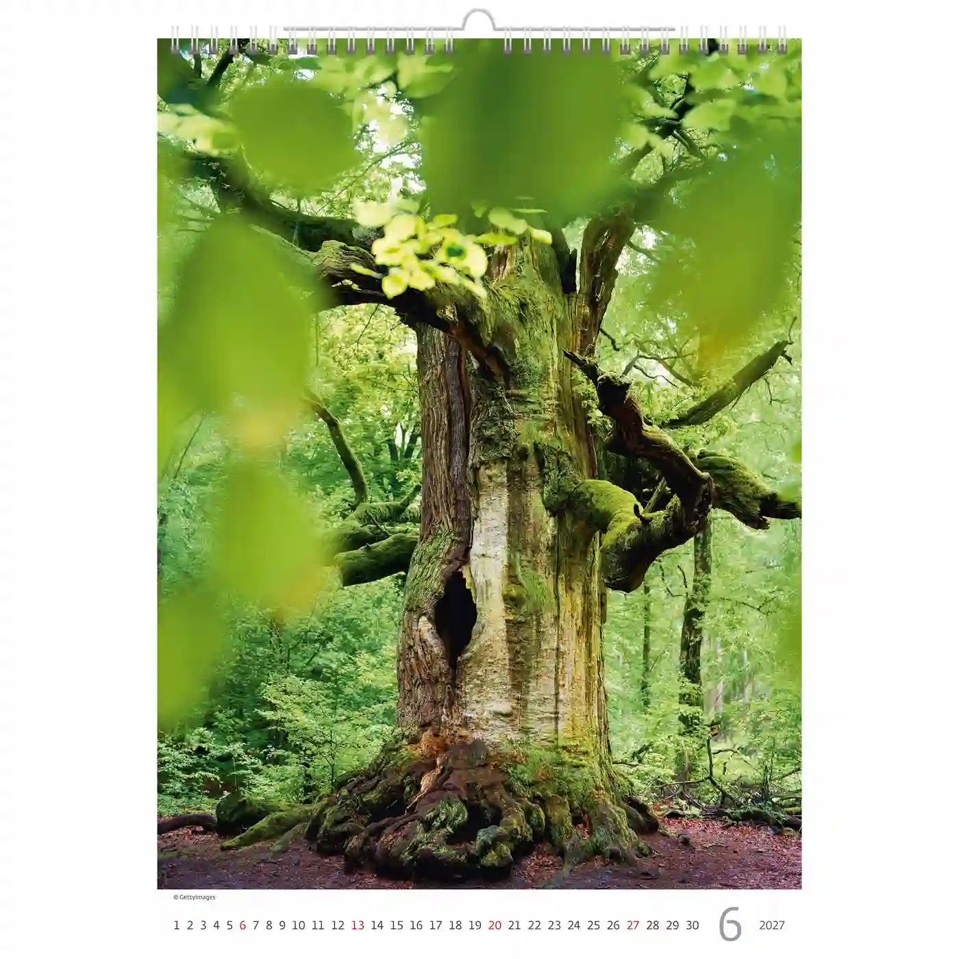 C125-27 Trees Calendar A3+ size 2027 + free 2026 calendar - Image 7